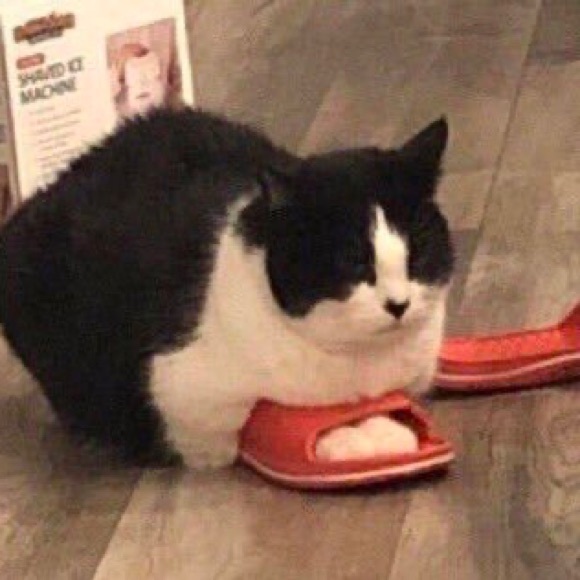 Meet your Posher, Jennifer - Picture 1 of 1